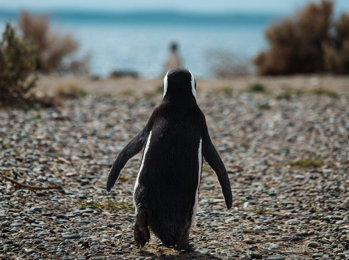 Pingüino caminando por la costa de Puerto Madryn